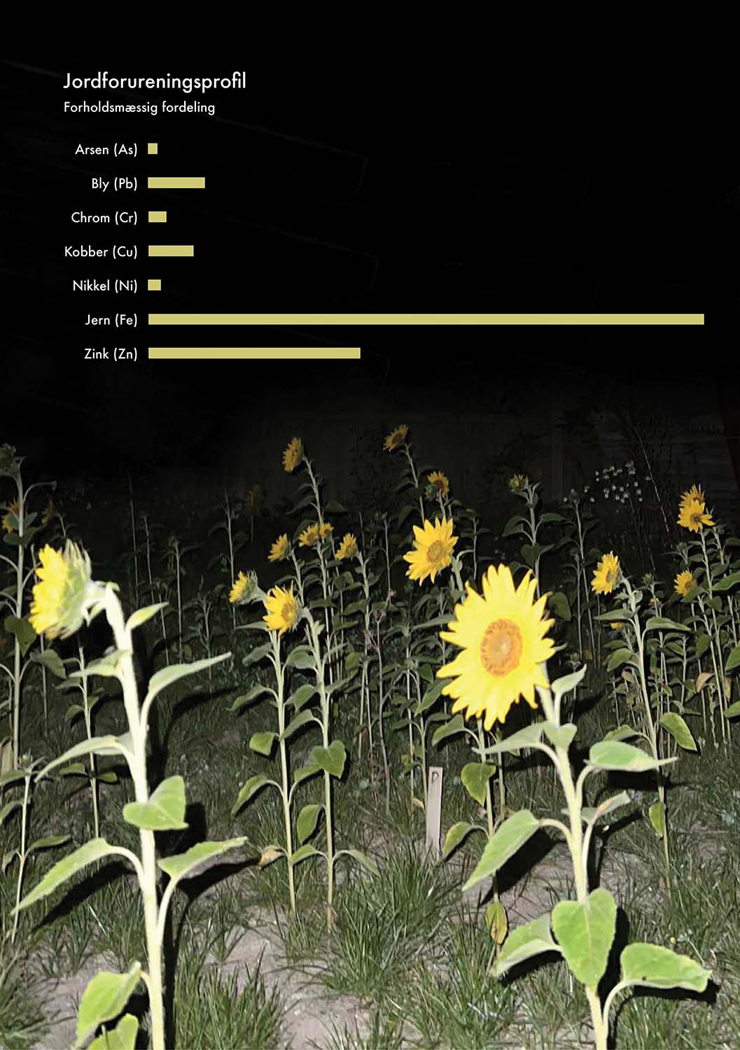 Solsikker der gror i forurenet jord