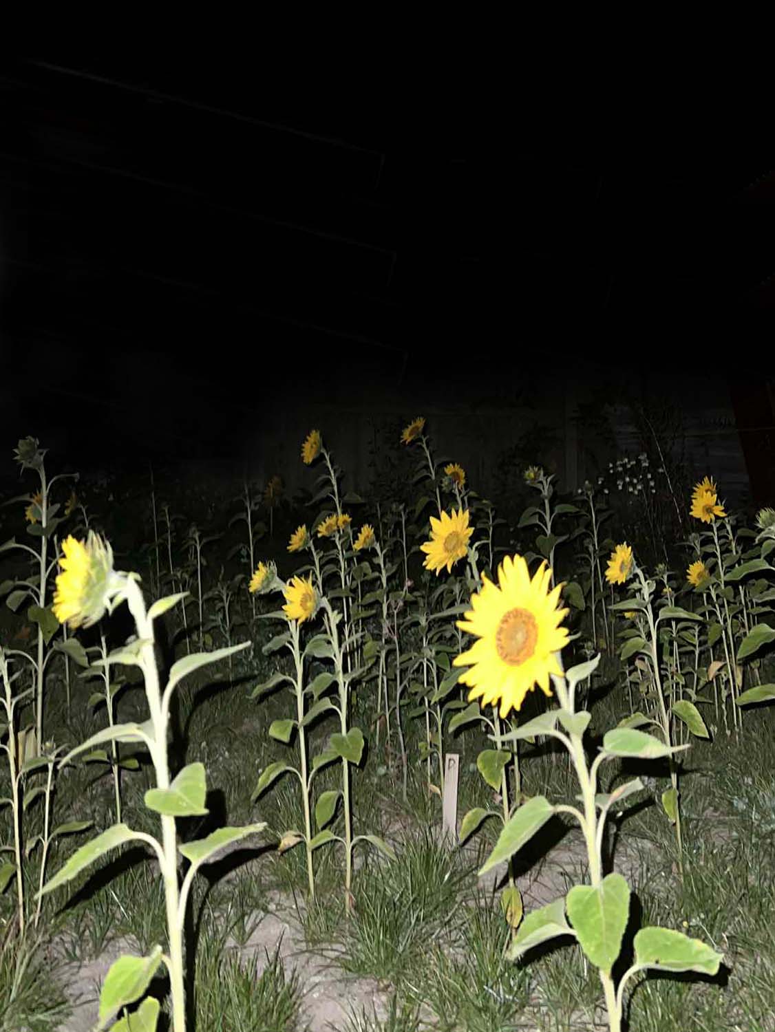 Solsikker der gror i forurenet jord